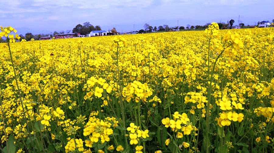 दाङमा तोरी उत्पादन बढ्दो, किसानहरु तोरी खेतीमा आकर्षित