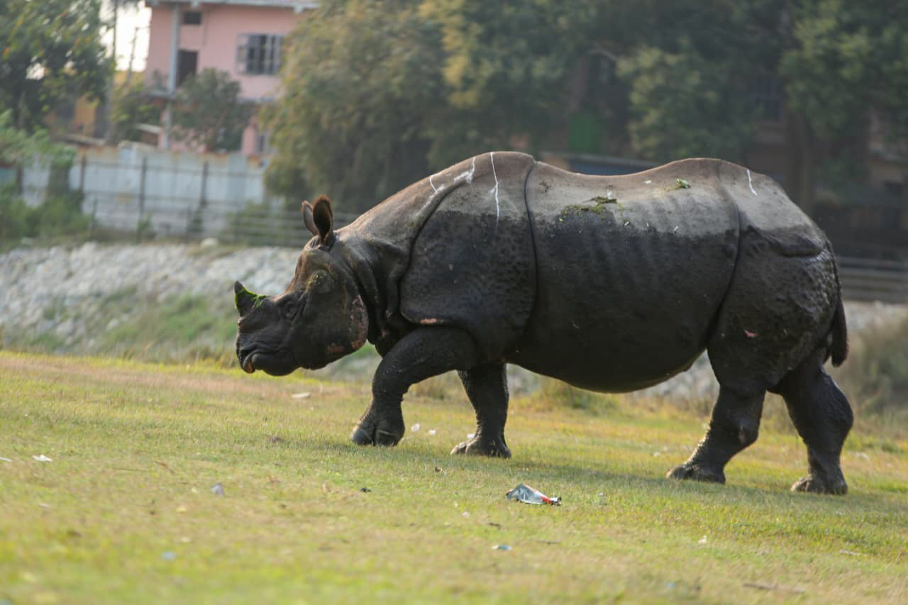 सौराहामा देखिएकाे एकसिङ्गे गैँडा (तस्विरहरू)