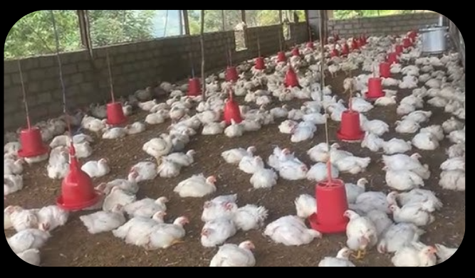 मोरङमा बर्ड फ्लु पुष्टि, नियन्त्रणका लागि कडाइ