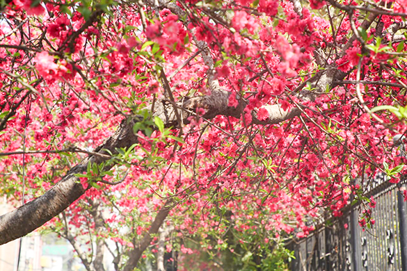 चेरी फूलले सजियो काठमाडौं (तस्बिरहरू)
