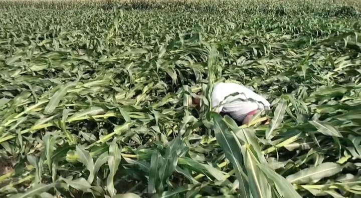 हावाहुरीको वितण्डास् रौतहटमा पकेट क्षेत्रकै मकै बाली सखाप, किसान मर्कामा