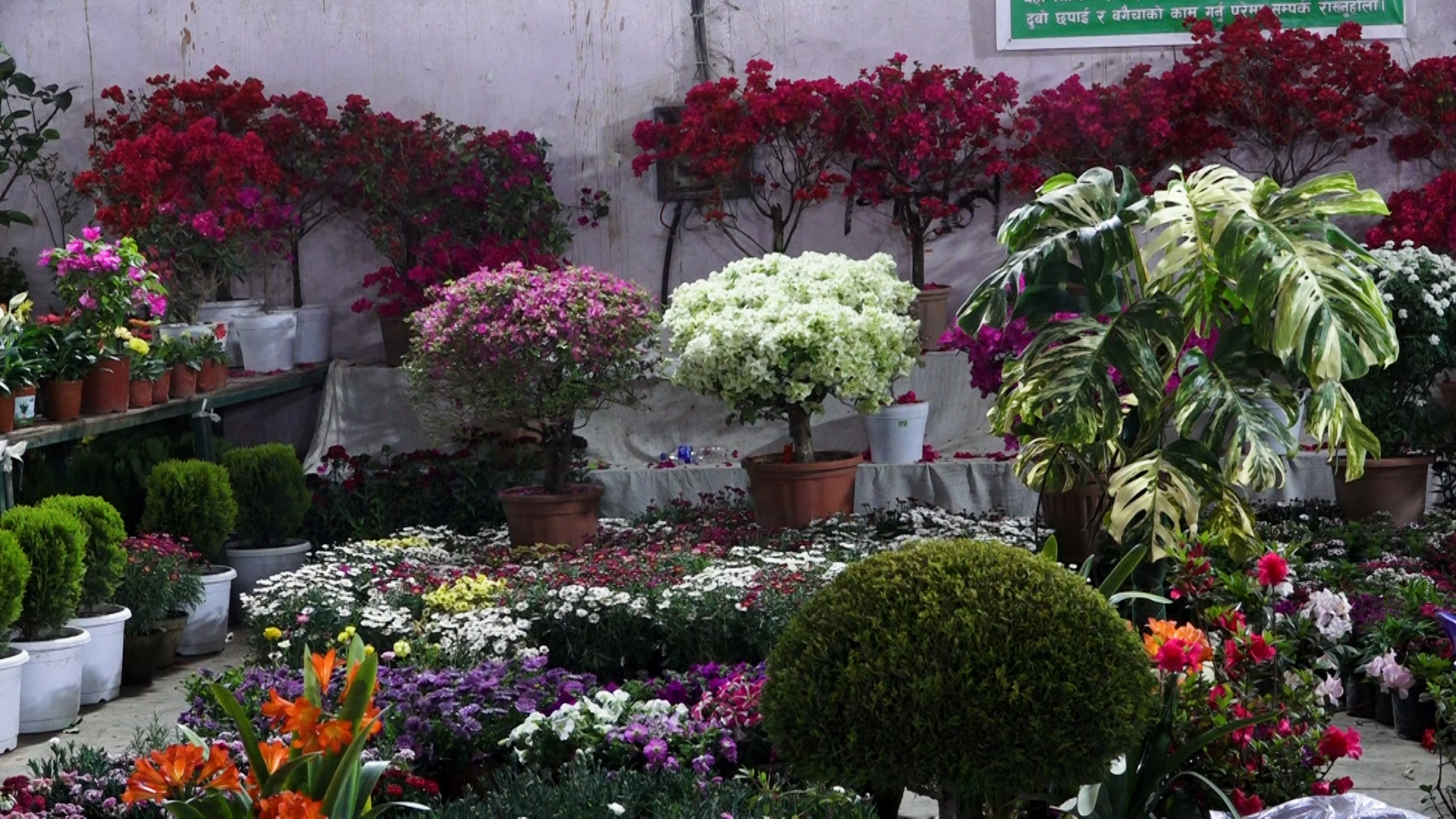 पुष्प व्यवसायी भन्छन् : पुष्पलाई कृषिसरह प्राथमिकतामा राख्नुपर्छ