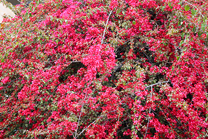 बागमतीको किनारमा फुलेको रंगीचंगी फूलहरू