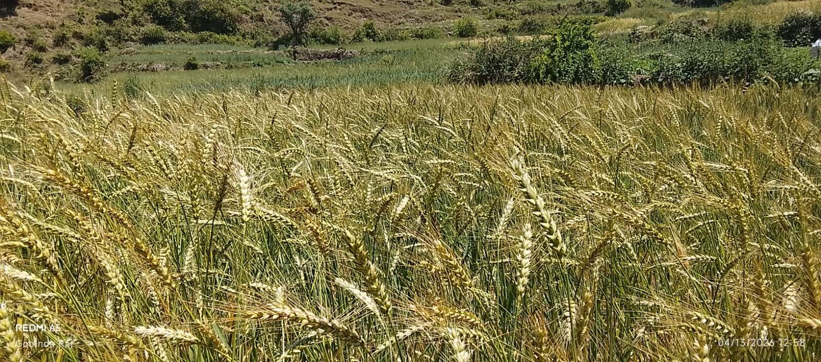 बाजुरामा लहलहाउँदो गहुँबाली (तस्विरसहित)