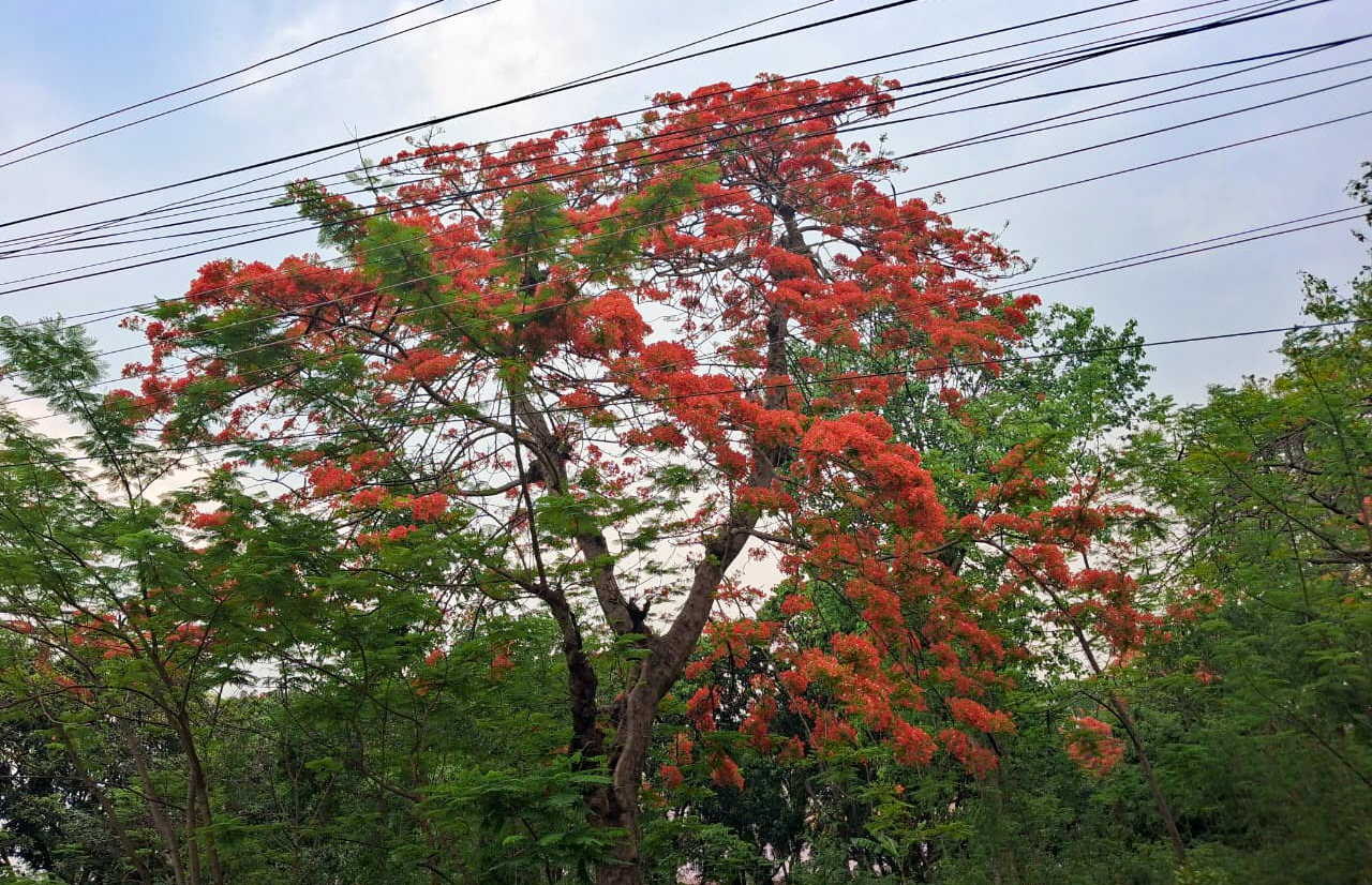 ढकमक्क गुलमोहर, सुनसान सडक (फोटोफिचर)