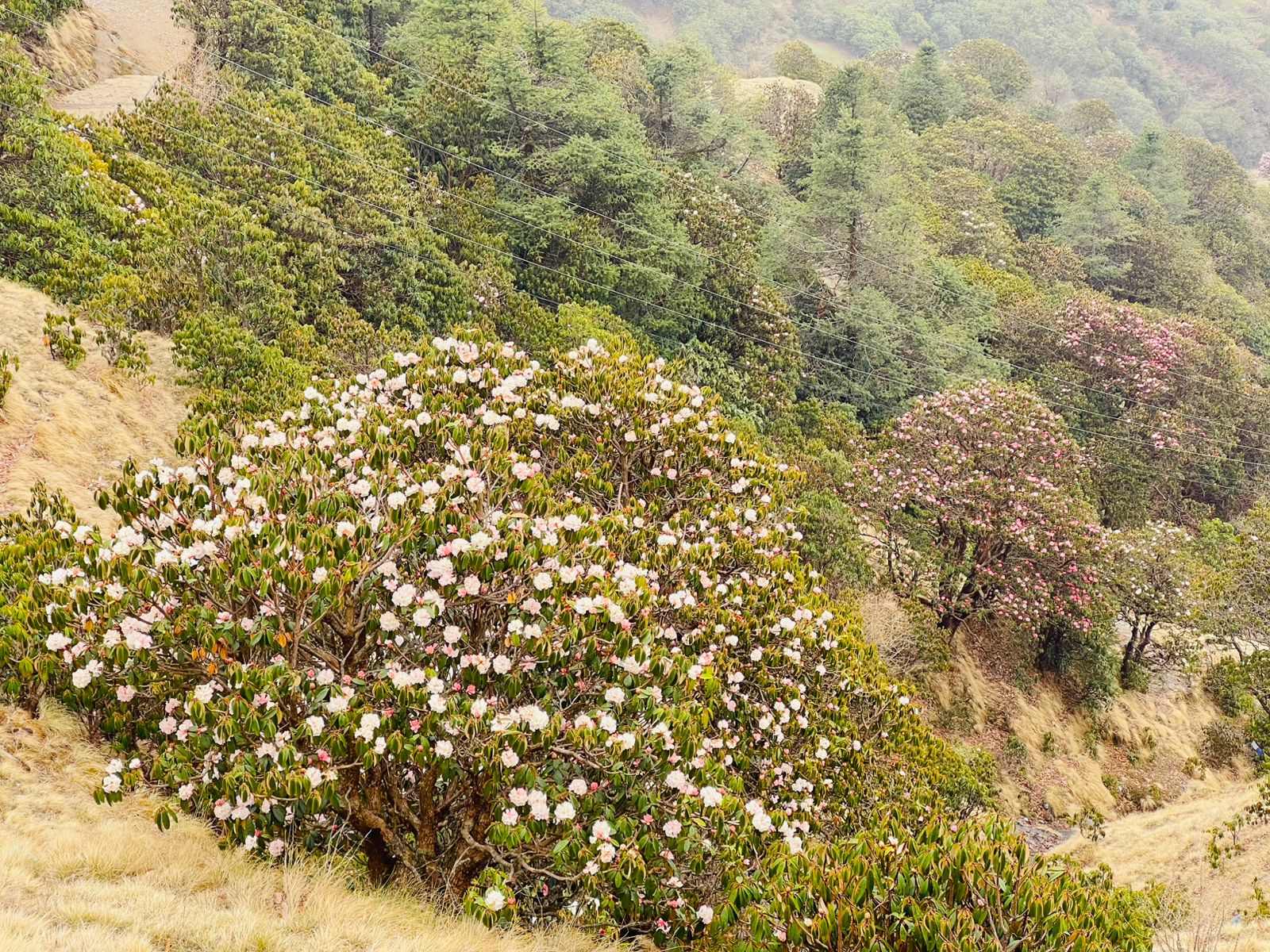 कालिन्चोकमा ढकमक्क फुलेको सेतो गुराँस (तस्बिरसहित)