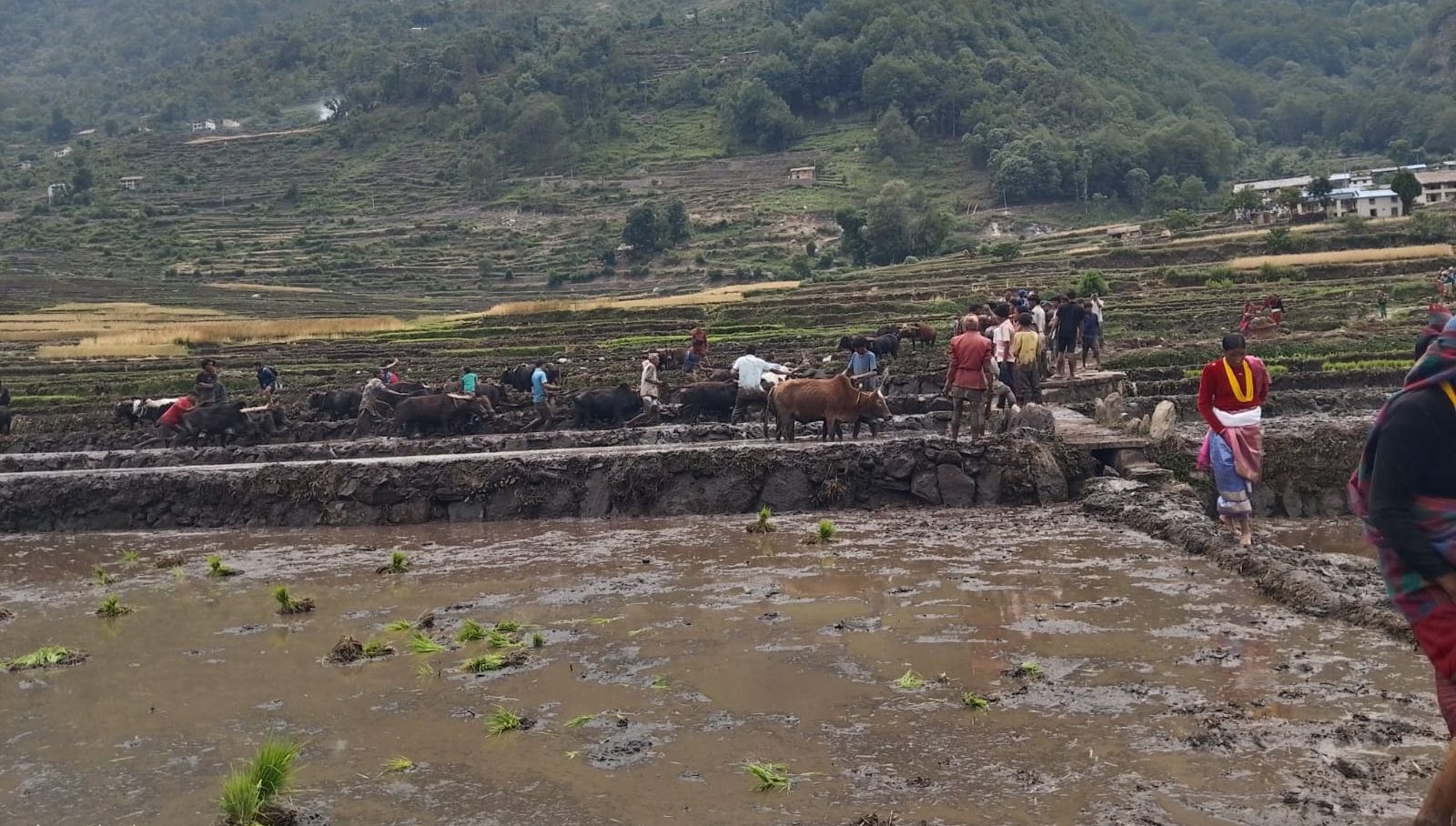 बाजुरा जिल्लाकै पहिलो बारुवा रोपाई (तस्वीरसहित)