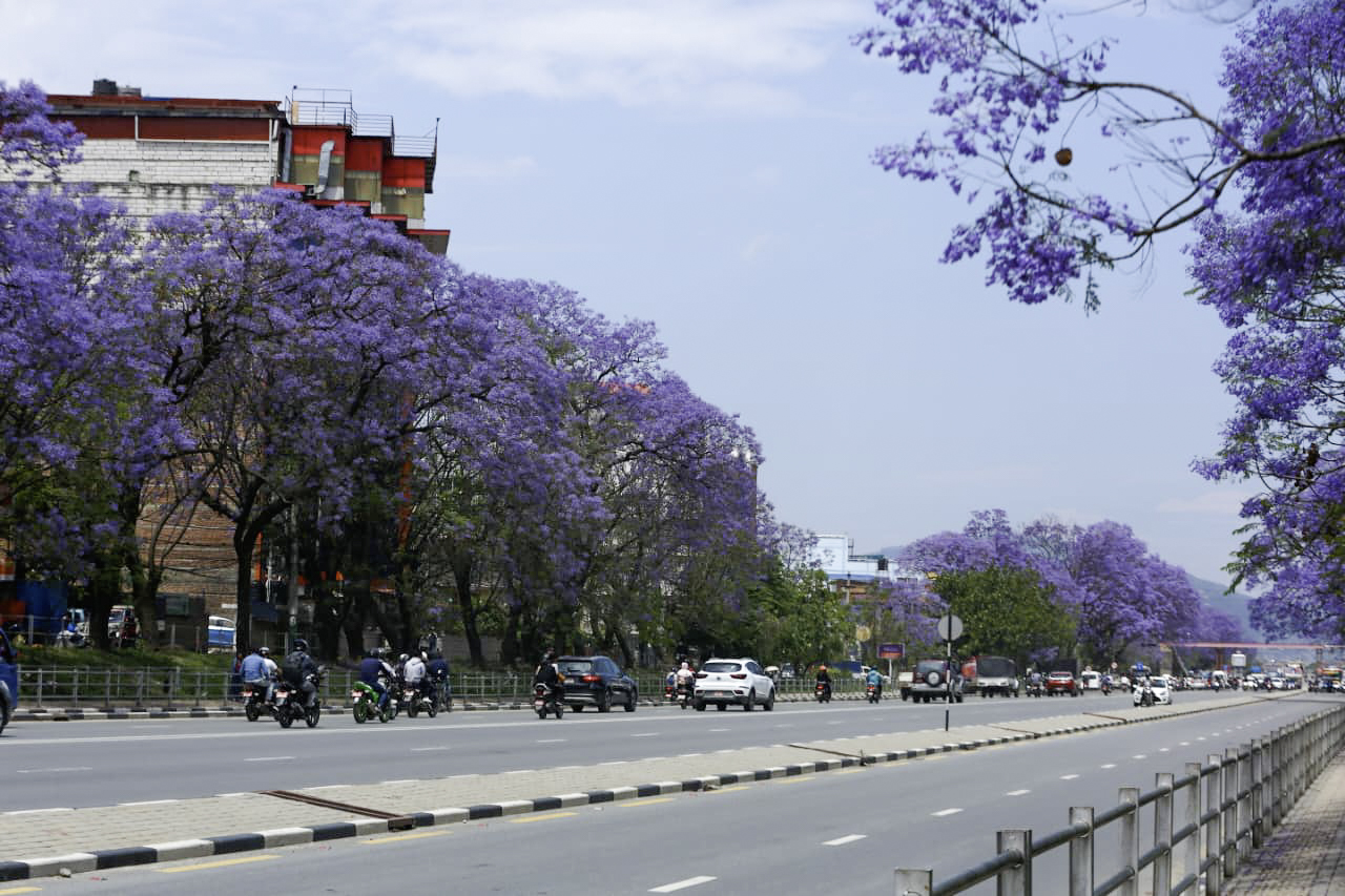 ललितपुरमा ढकमक्क ज्याकराण्डा (तस्विरहरू)