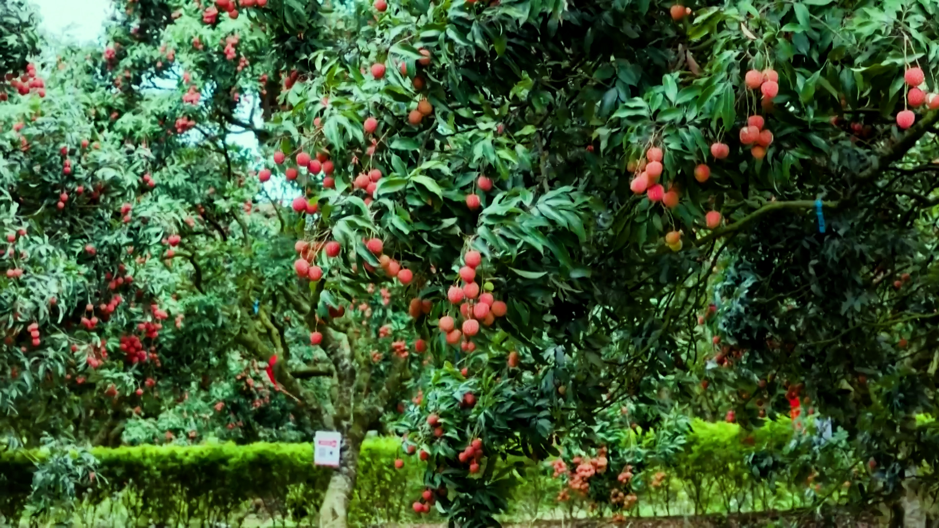 चीनमा लिची टिप्न रोबोटहरूको प्रयोग
