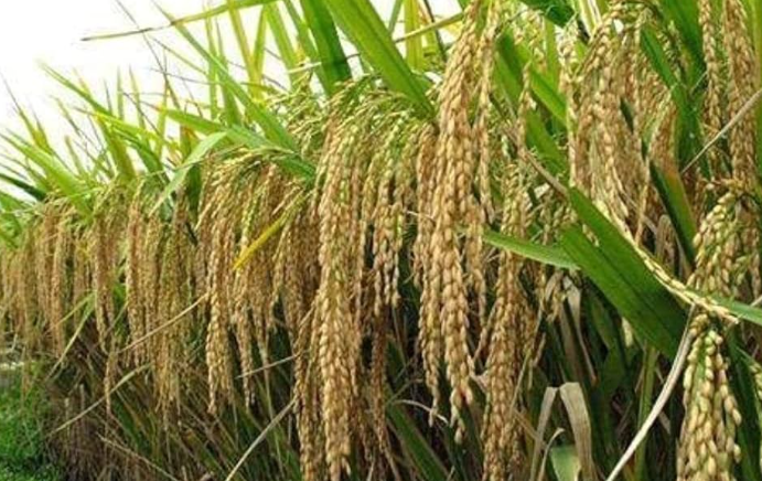 धानमा आत्मनिर्भर बन्न सरकारको जोड