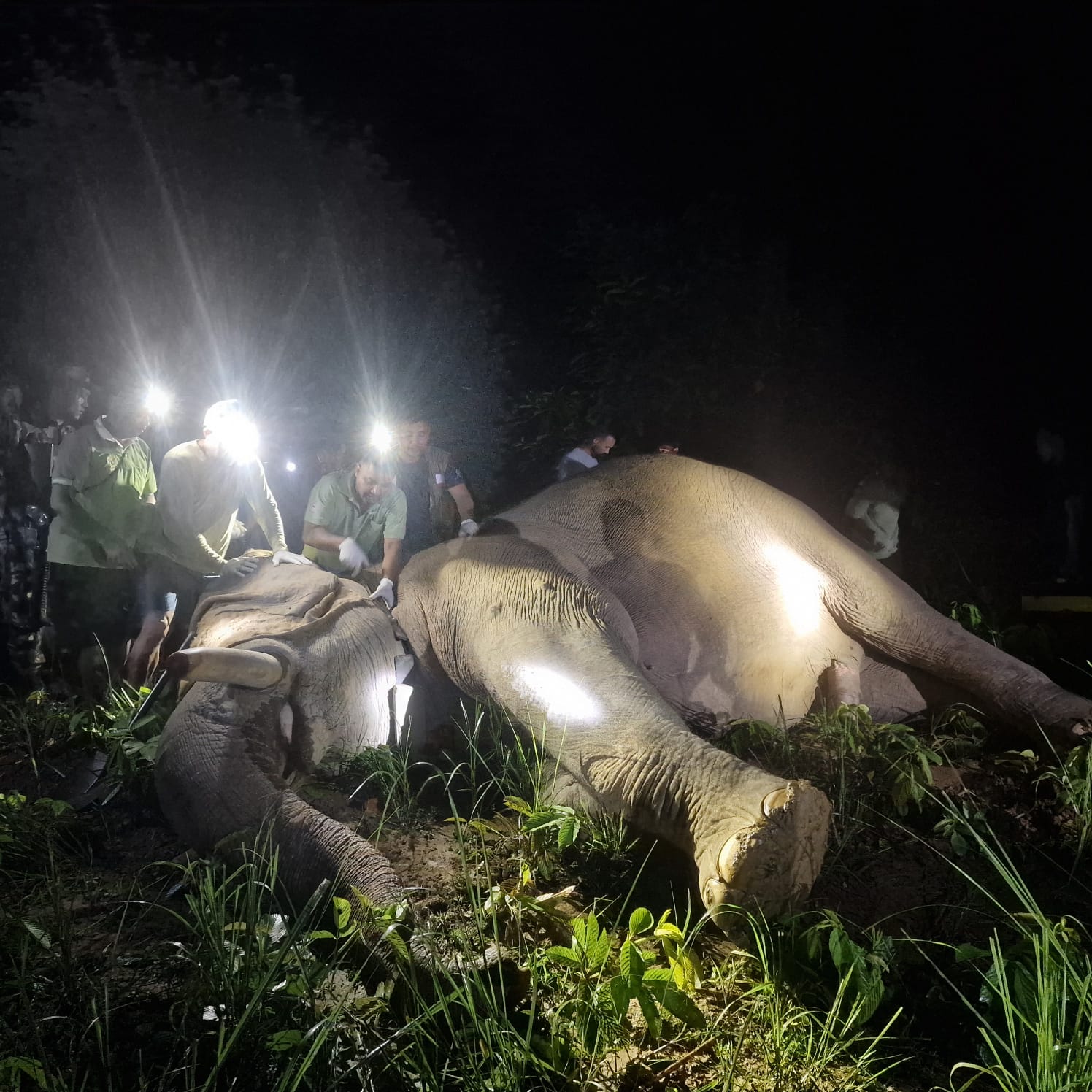 ध्रुवे हात्तीको लोकेसन अब थाहा हुने