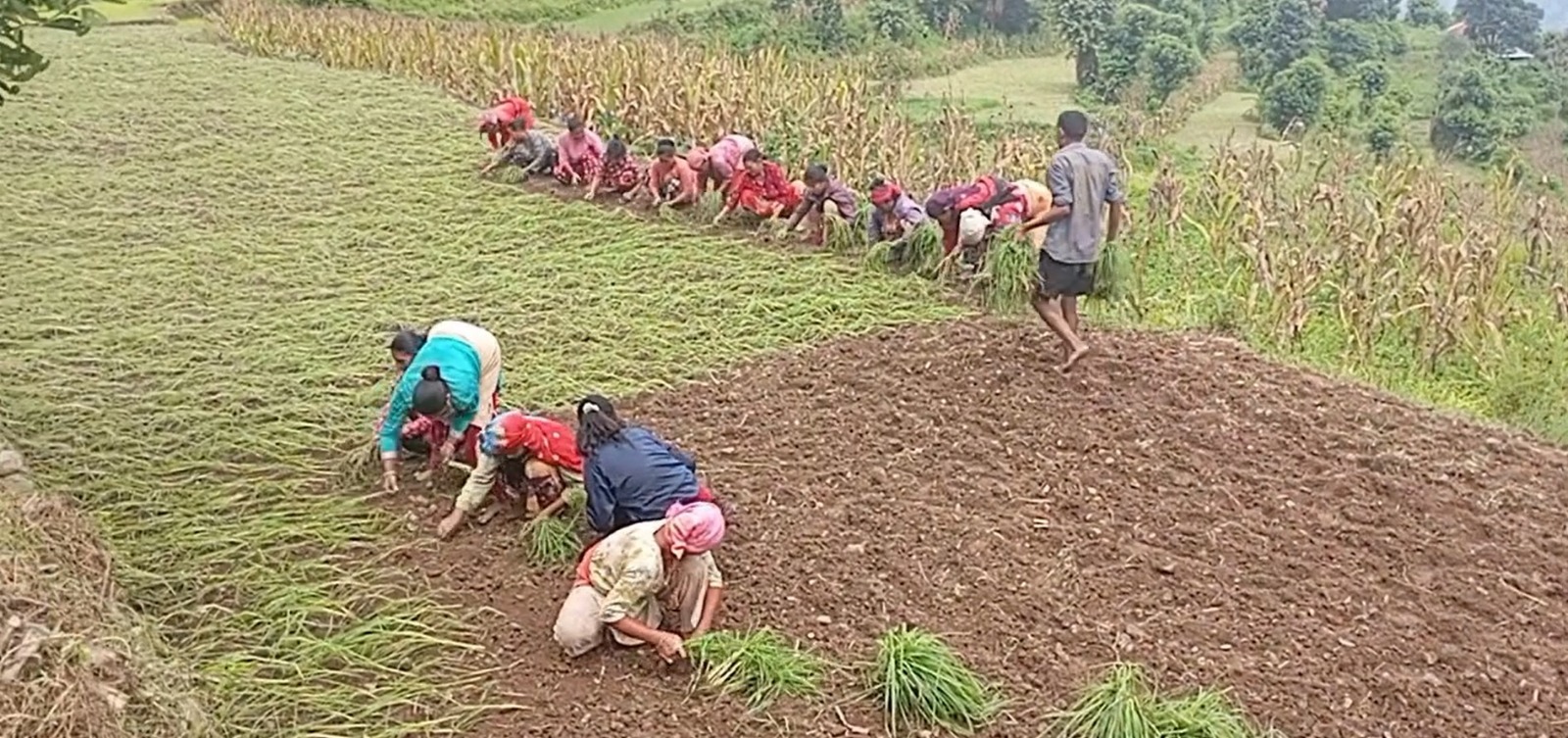 हराउँदै कोदो, बढ्दै सम्भावना