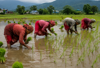 धान रोपाइँ अन्तिम चरणमा
